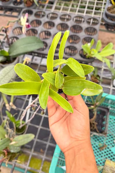Dendrobium spectabile