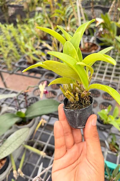Dendrobium spectabile