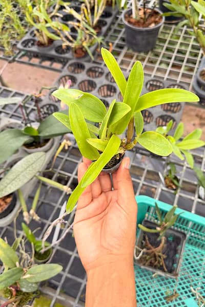 Dendrobium spectabile