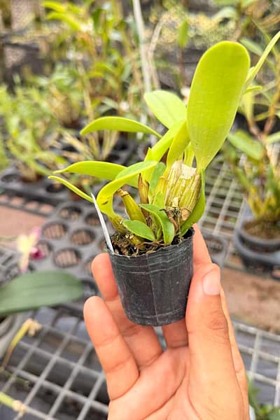 Dendrobium spectabile