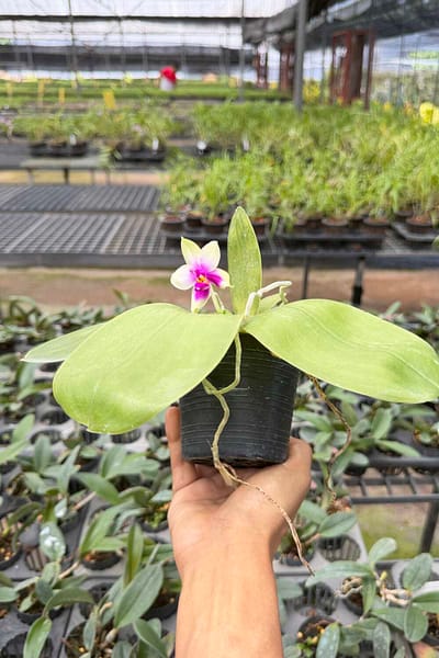 Phalaenopsis bellina,