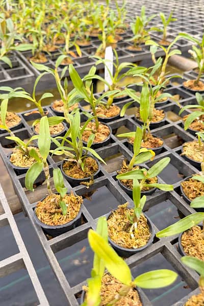 Dendrobium cruentum
