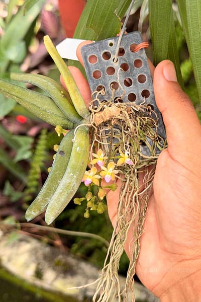 Stereochilus erinaceus