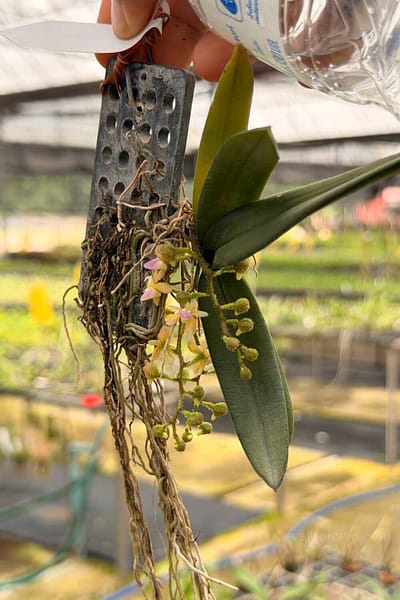 Stereochilus erinaceus