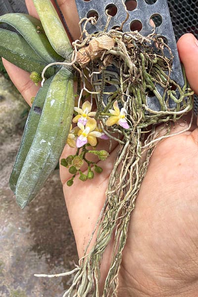 Stereochilus erinaceus