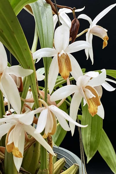 Coelogyne-Pachystachya