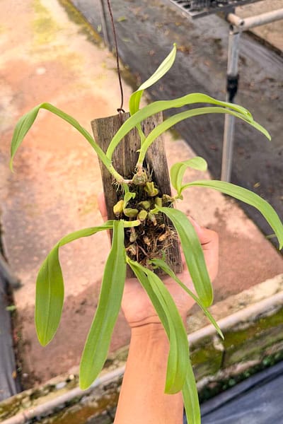 Home - Bulbophyllum hirtum,