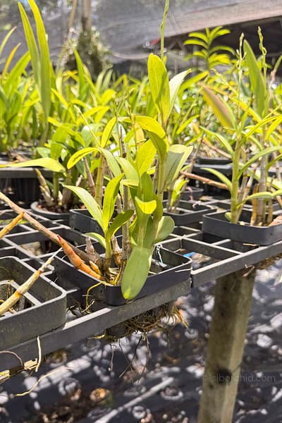 Dendrobium venustum