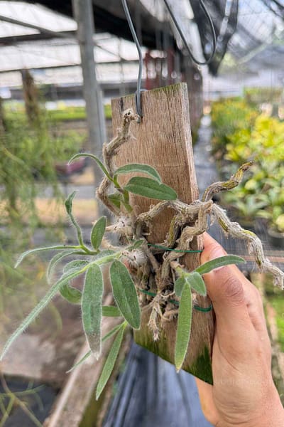 Dendrobium senile