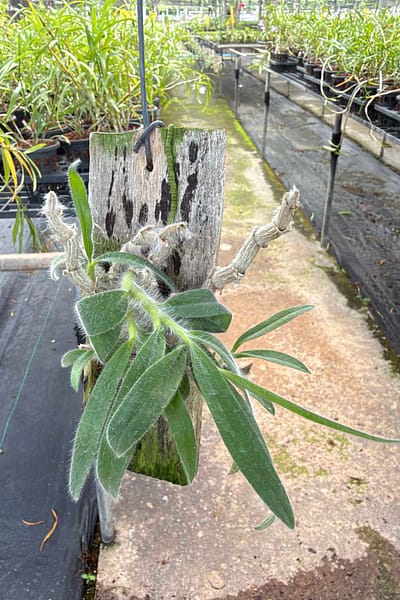Dendrobium senile