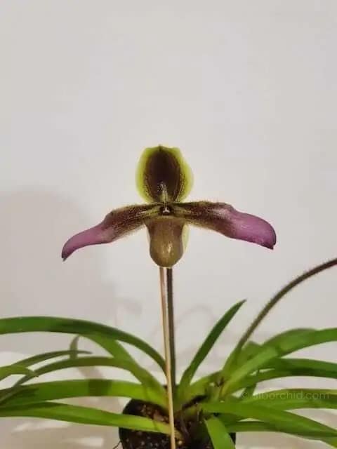 Paphiopedilum hirsutissimum - Paphiopedilum hirsutissimum - Image 4