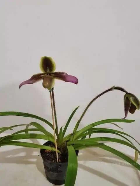 Paphiopedilum hirsutissimum - Paphiopedilum hirsutissimum - Image 3