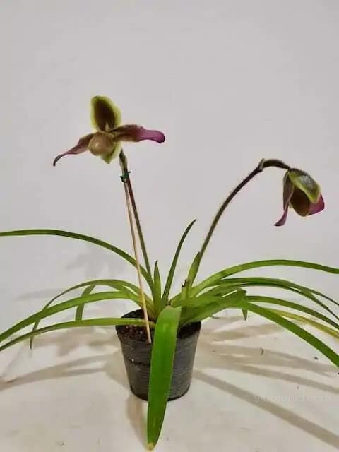 Paphiopedilum hirsutissimum - Paphiopedilum hirsutissimum - Image 2