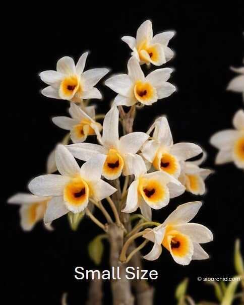 Dendrobium bensoniae (Small) - Dendrobium bensoniae (Small)