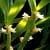 Feedback & Review orchid from