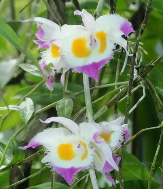 Dendrobium devonianum - Dendrobium_devonianum