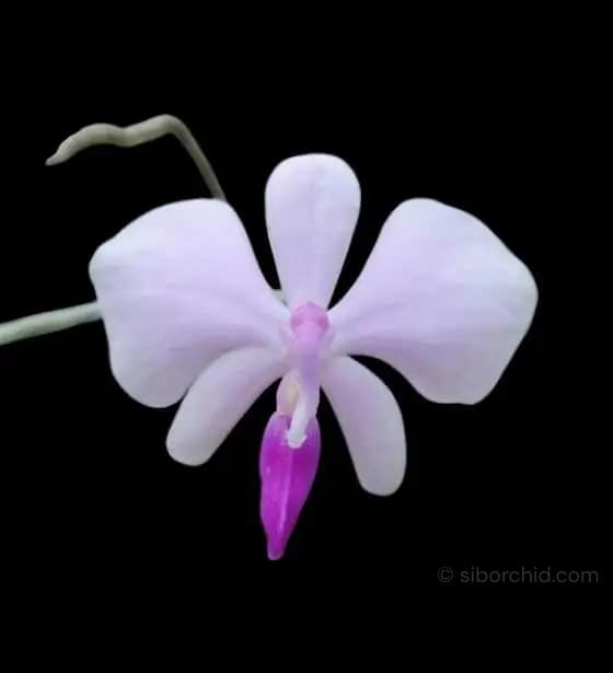 Phalaenopsis lowii - Phal lowii