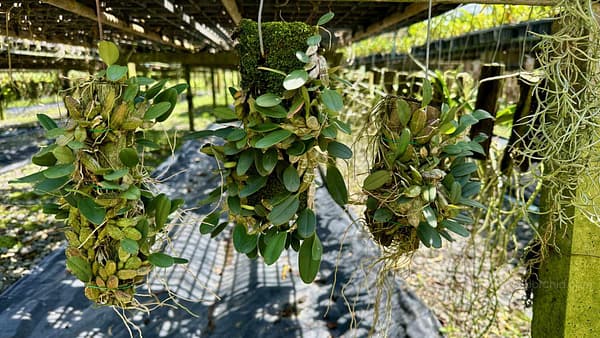 Dendrobium jenkinsii (Big Size) - Dendrobium jenkinsii