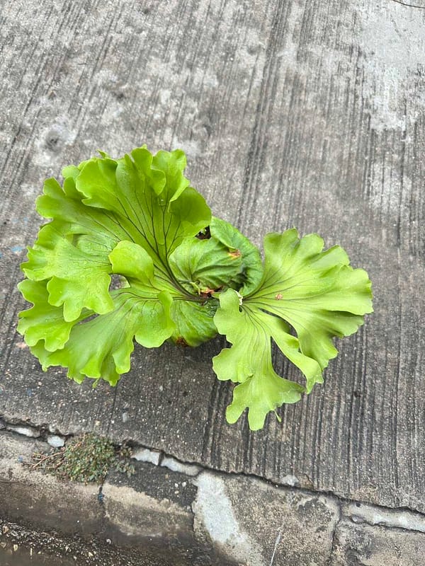 Platycerium Ridleyi Wide Form For Sale - SibOrchid.com