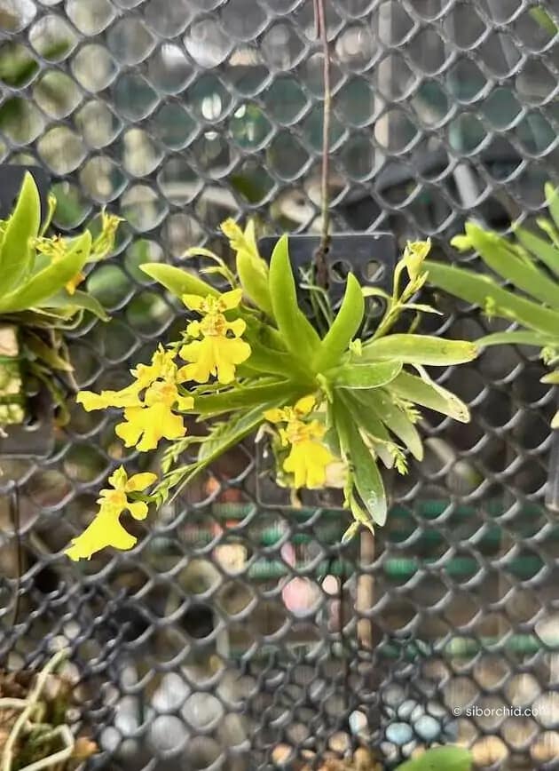 Psygmorchis pusilla - Psygmorchis pusilla