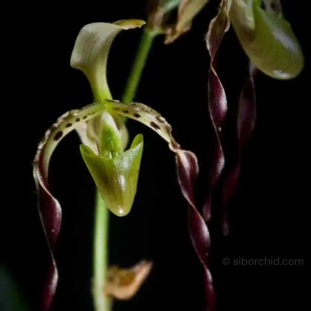 Paphiopedilum parishii - Paphiopedilum parishii