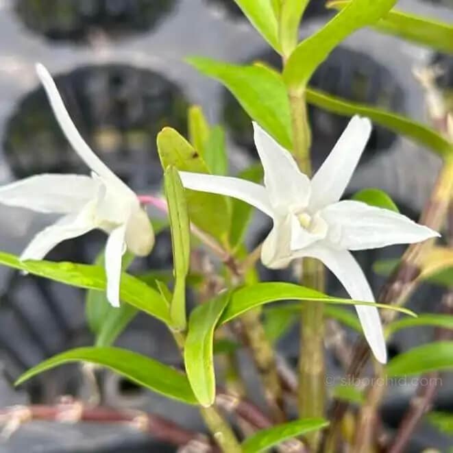 Dendrobium moniliforme - Dendrobium Moniliforme