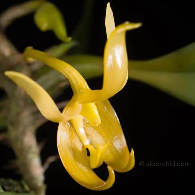 Bulbophyllum tollenoniferum - Photo credit MOTOHIRO SUNOUCHI