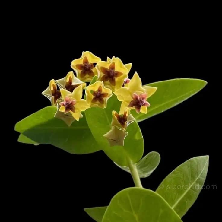 Hoya densifolia - Hoya densifolia
