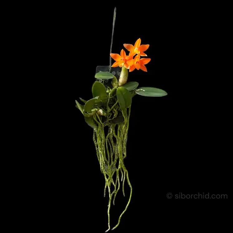 Cattleya cernua - Cattleya cernua