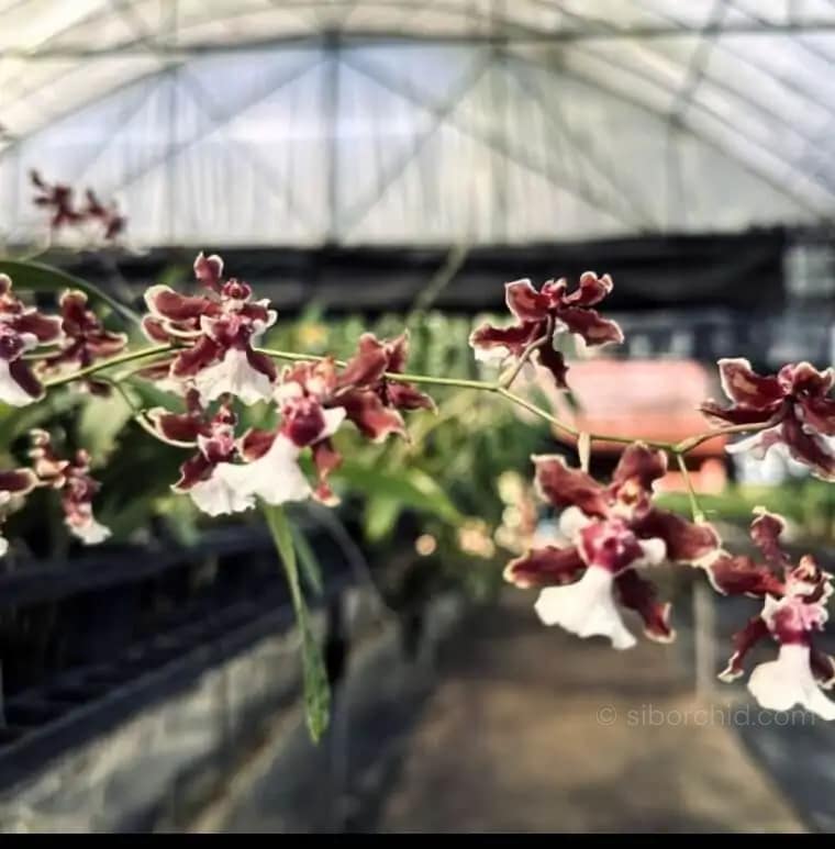 Oncidium sharry baby (Blooming Size) - Oncidium Sharry baby