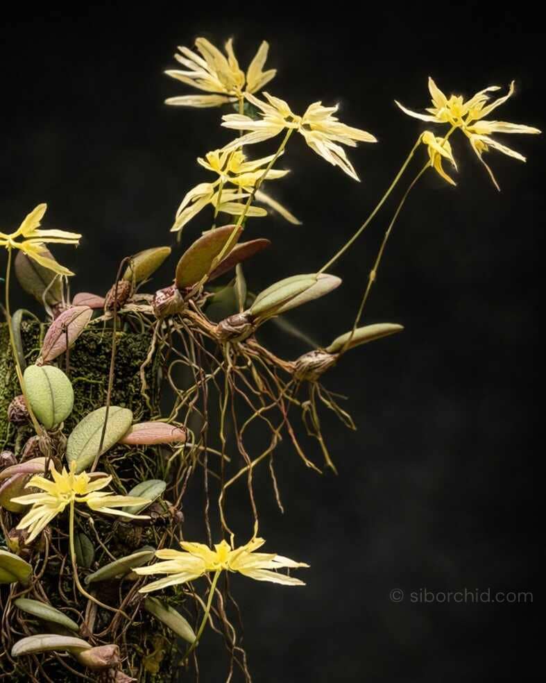Bulbophyllum purpurascens - Bulbophyllum purpurascens 2026-06-27 at 17.56.55