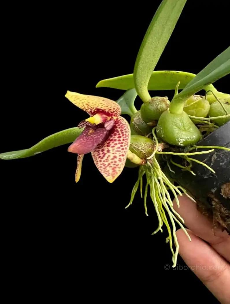 Bulbophyllum disciflorum - Trias disciflora (Small Size) - bulbophyllum disciflorum