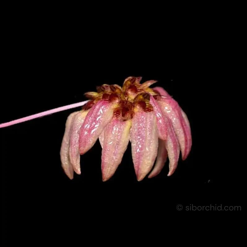 Bulbophyllum auratum Purple - Bulbophyllum auratum Purple