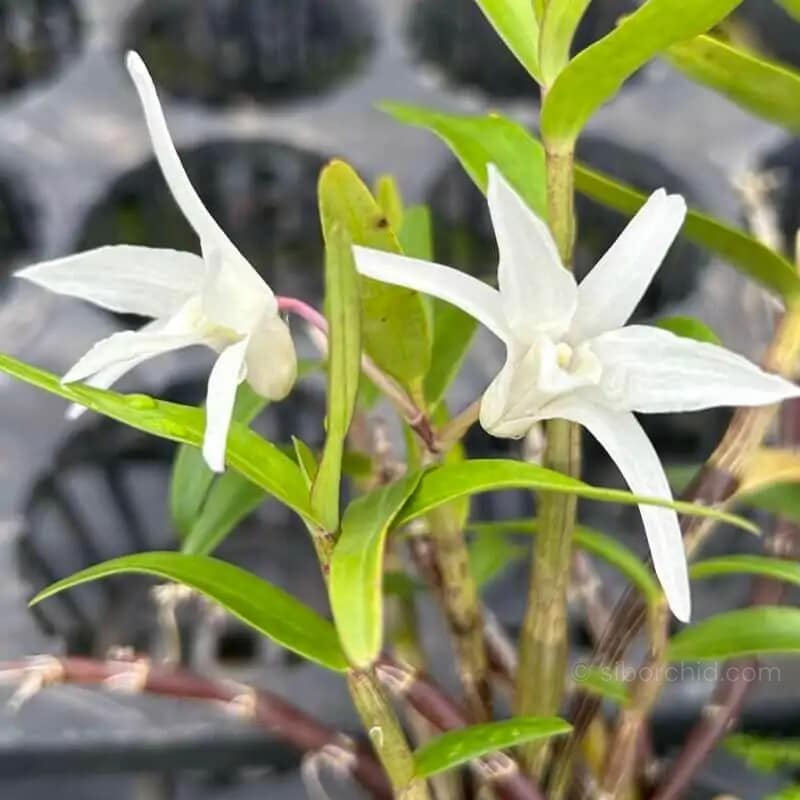 Dendrobium moniliforme - Dendrobium Moniliforme