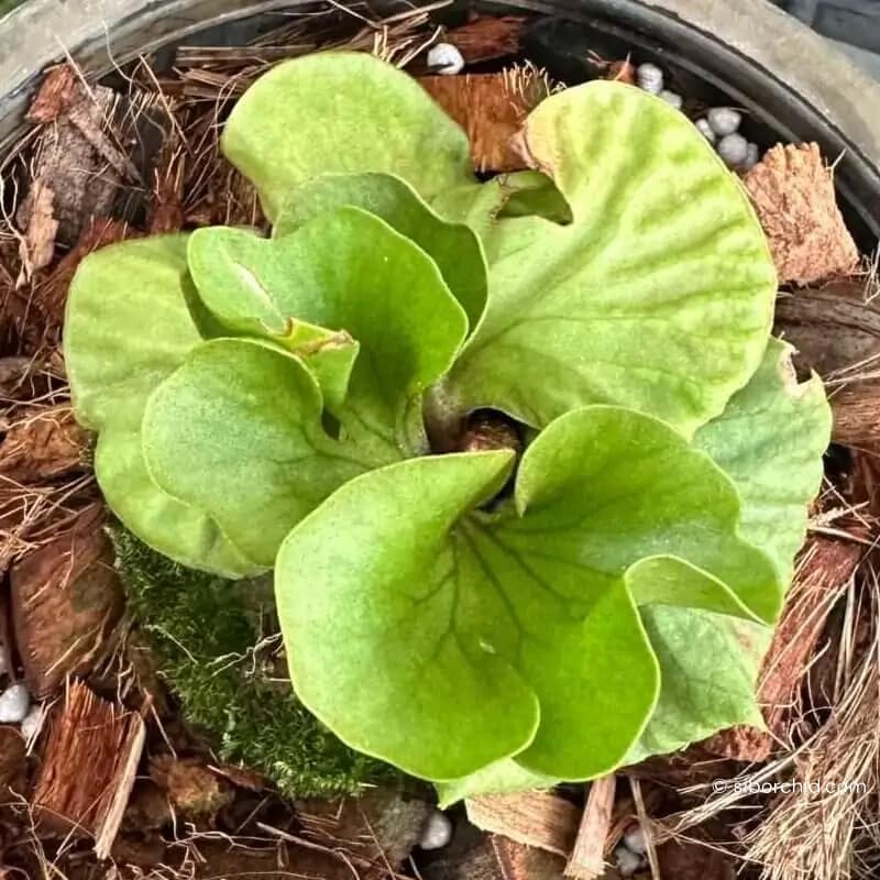 Platycerium ridleyi slver dwarf