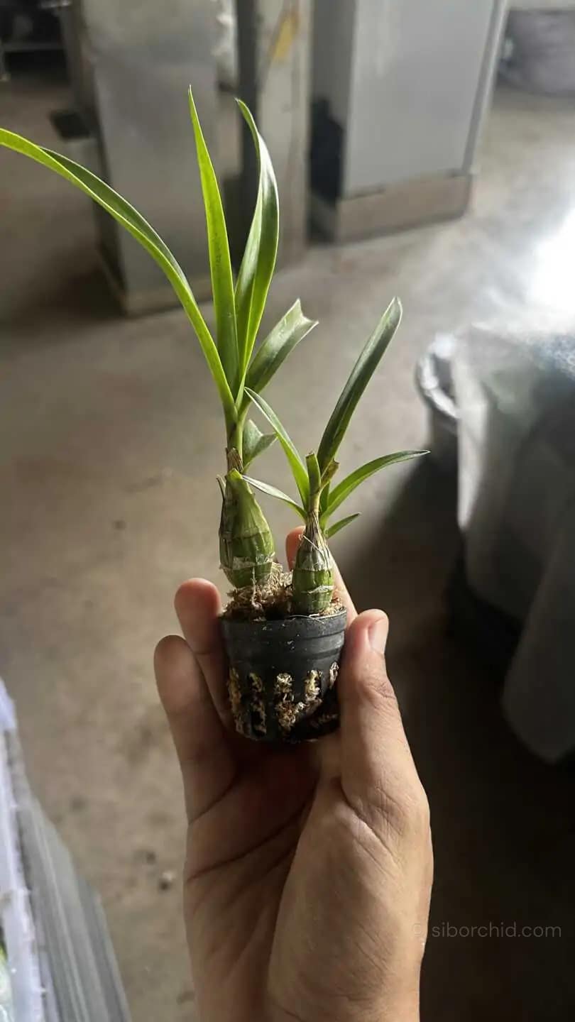 Pseudolaelia vellozicola,