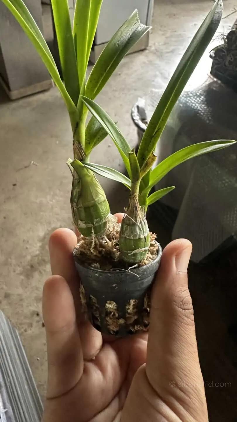 Pseudolaelia vellozicola,