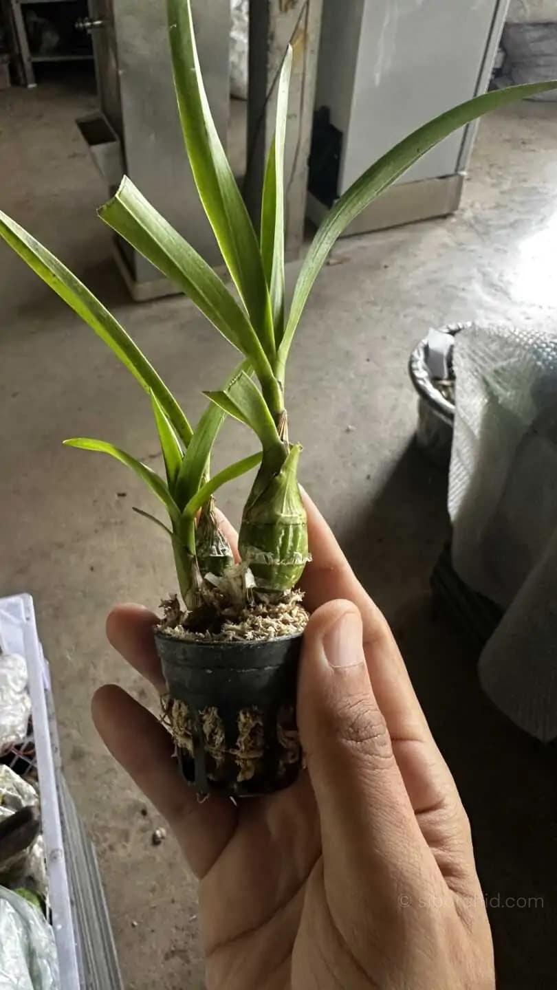 Pseudolaelia vellozicola,