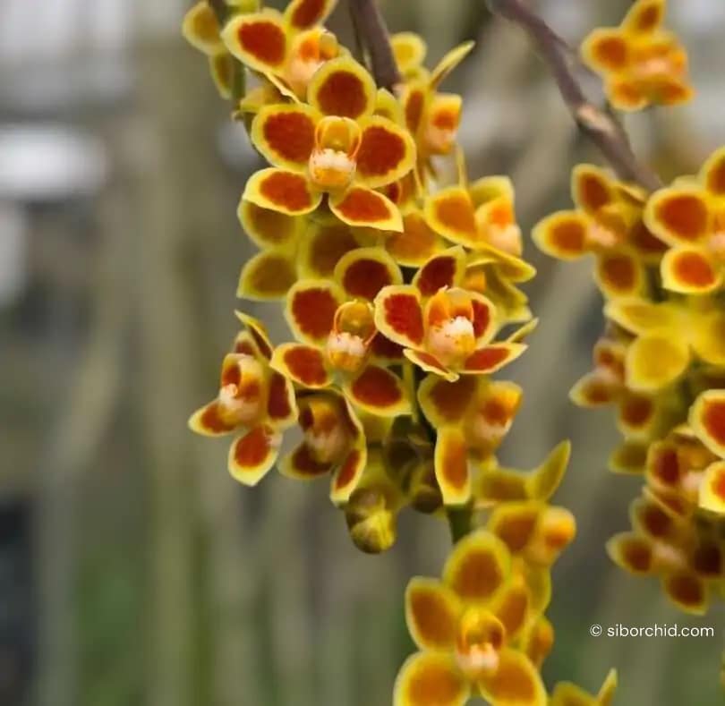 Chiloschista Hybrid lunifera x parishii