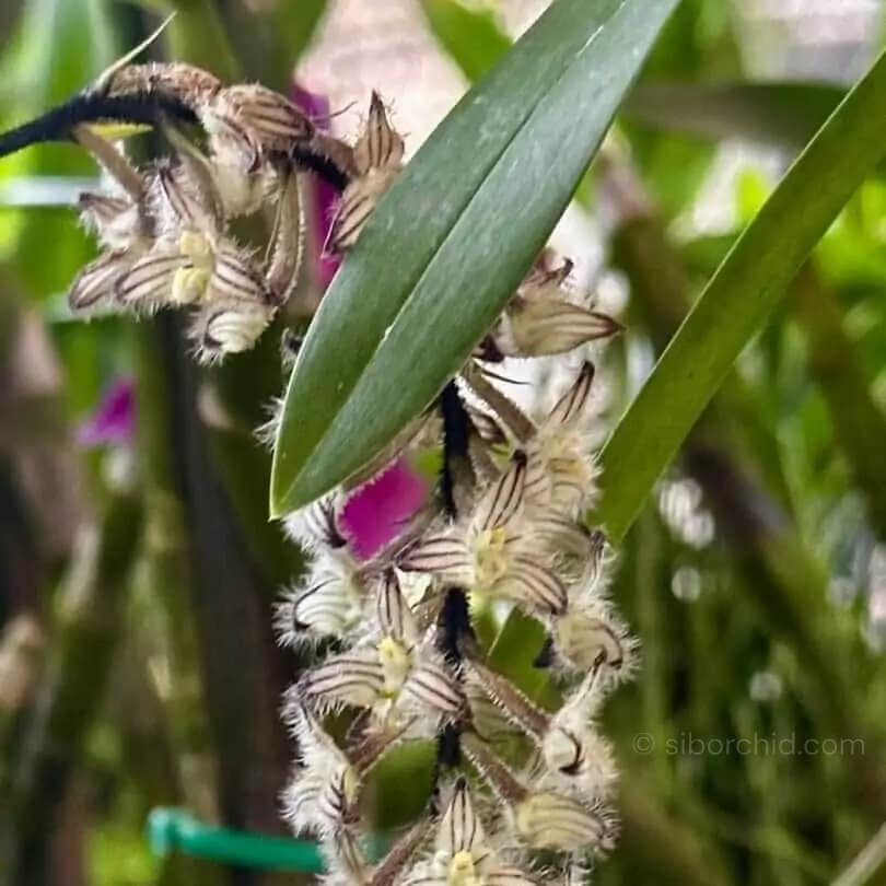 Bulbophyllum lindleyanum - Bulbophyllum lindleyanum - Image 2