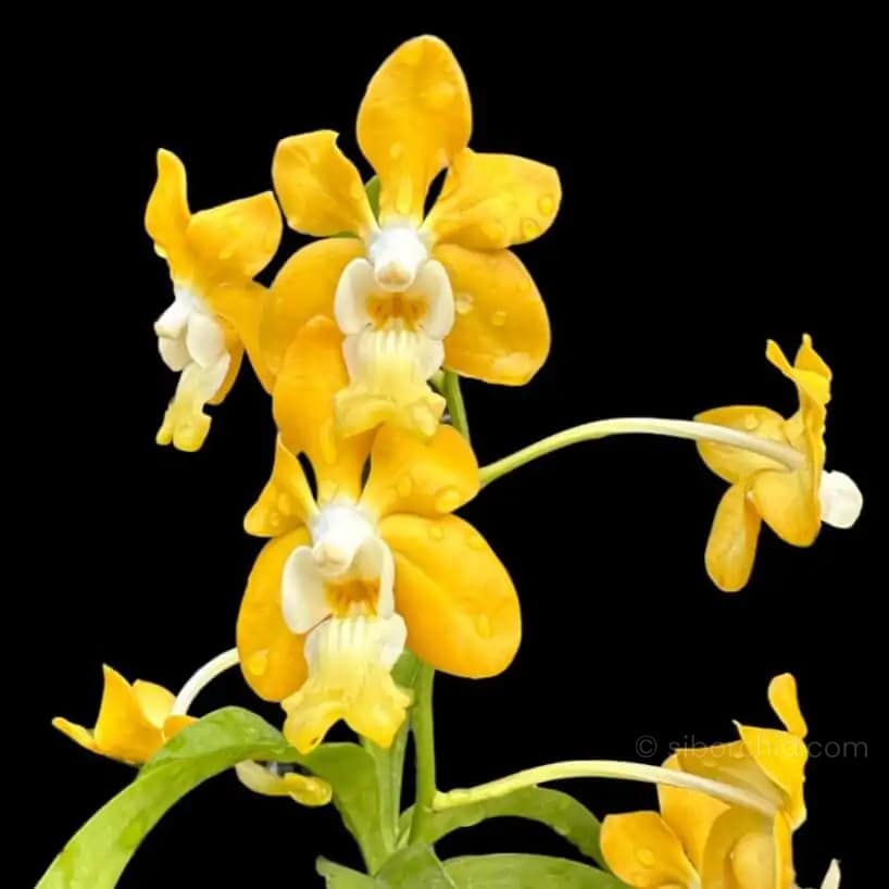 Vanda denisoniana - Vanda_denisoniana