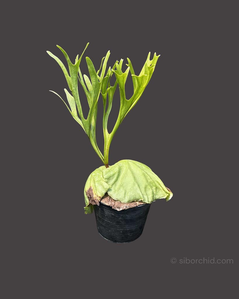 P. Ridleyi Pakarang(TC) 【19】 Platycerium Ridleyi Pakarang - SibOrchid.com