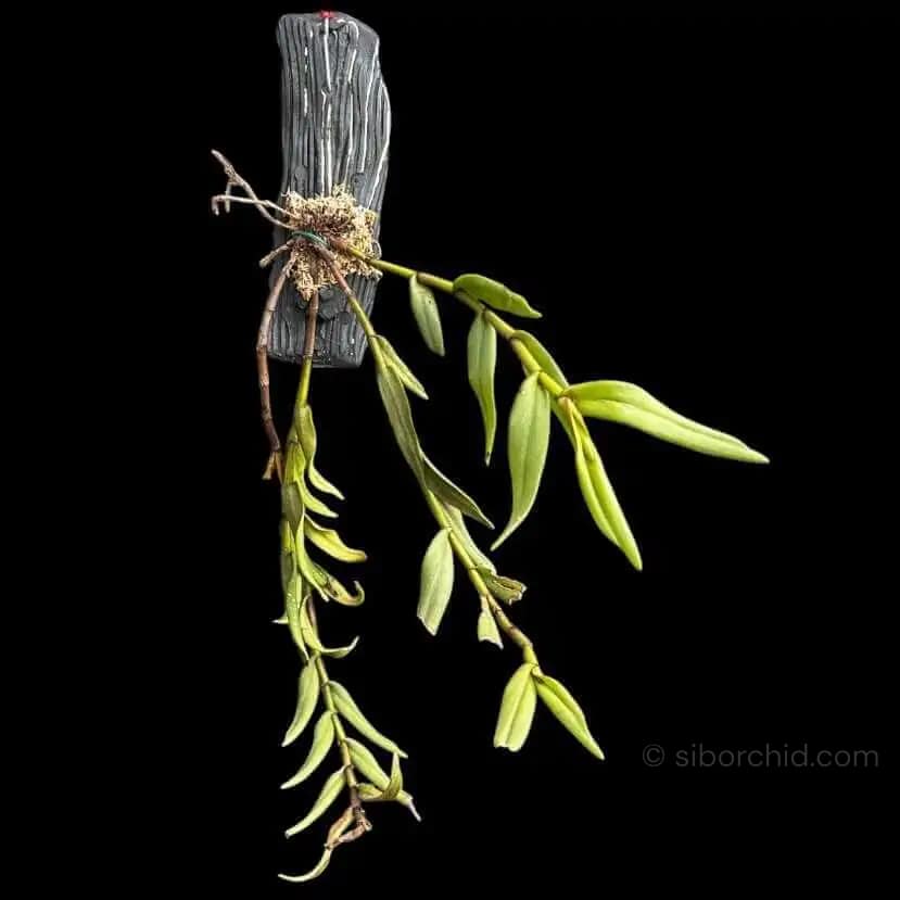 Trichotosia pulvinata - Trichotosia pulvinata