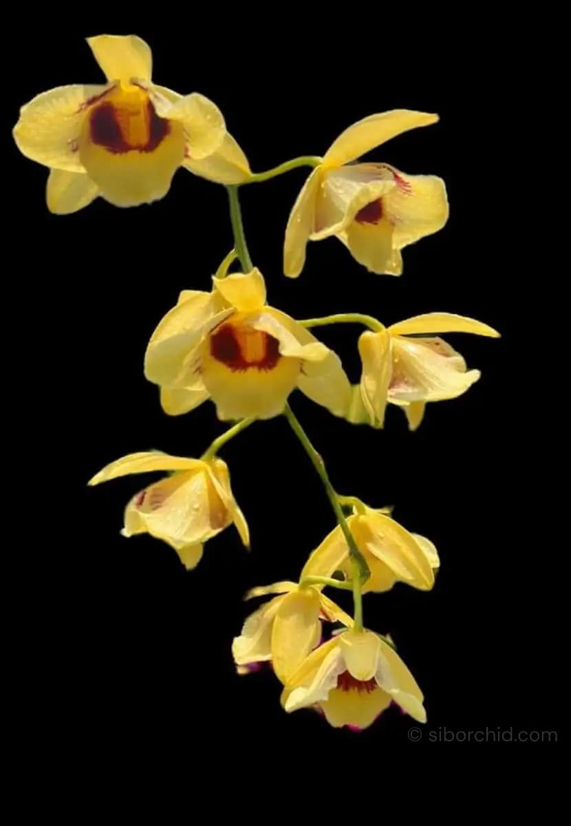 Dendrobium Gatton Sunray (3-Lip / Peloric) - Dendrobium_gatton_sunray