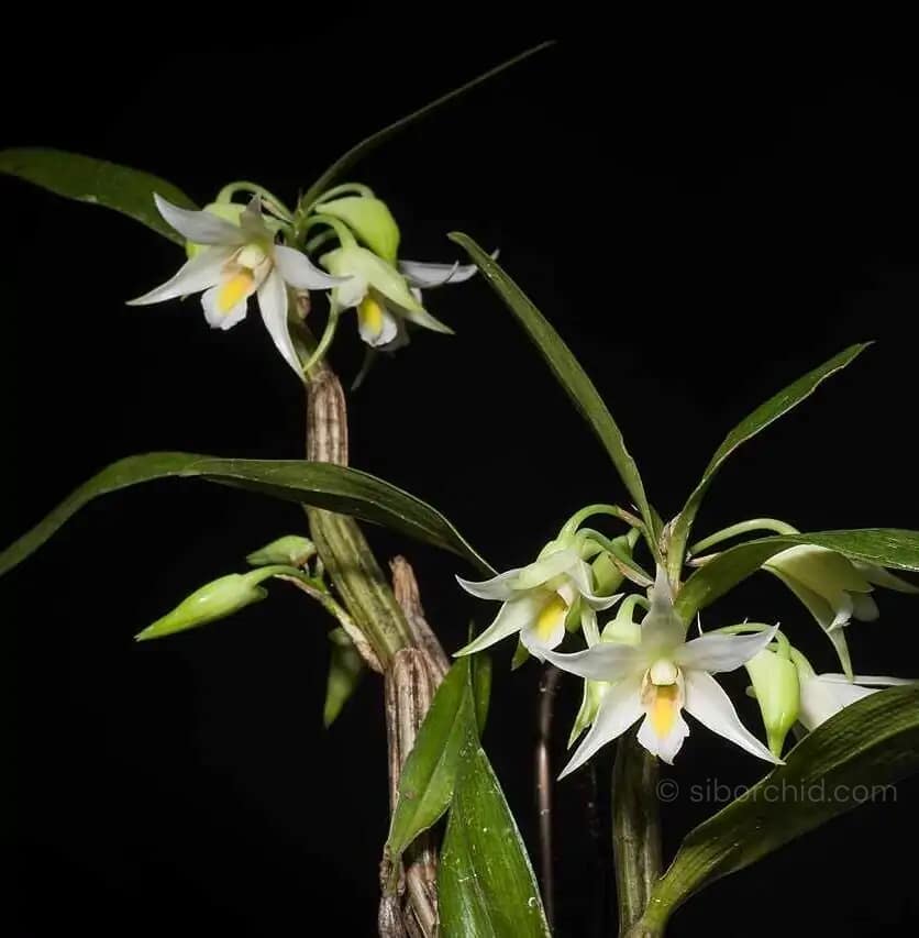Dendrobium sutepense - Dendrobium sutepense