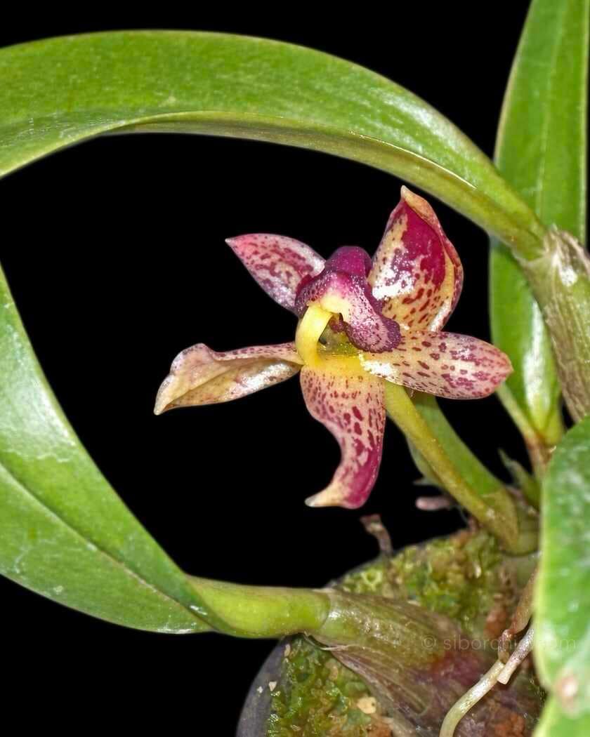 Bulbophyllum ecornutum - Bulbophyllum ecornutum