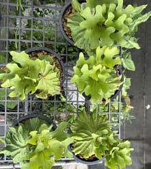 Platycerium Ridleyi Dwarf For Sale - SibOrchid.com