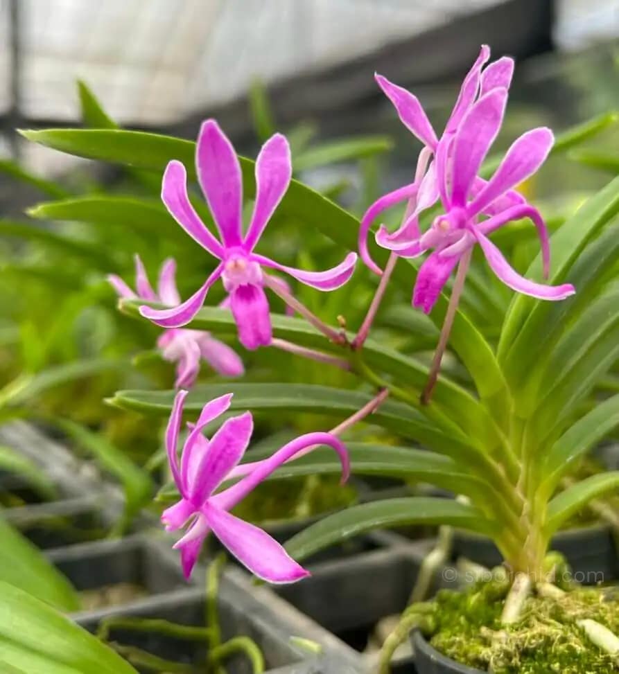 Neofinetia falcata Koto'x Shutennou Pink - Neofinetia falcata 'Koto' x 'Shutennou', Pink