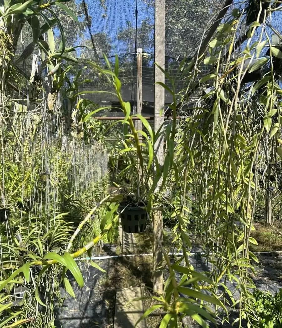Dendrobium hercoglossum - Dendrobium hercoglossum