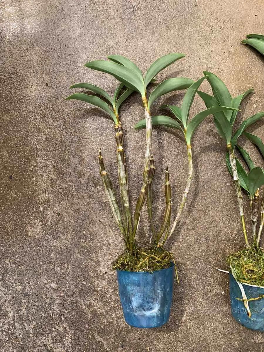 Dendrobium amabile - Dendrobium amabile - Image 2
